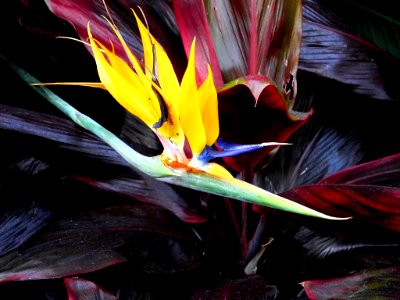 Longwood gardens, Kennett square, United states