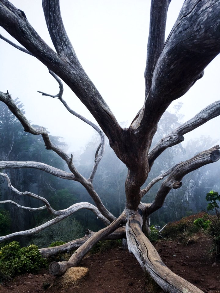 West of twin peaks, San francisco, California