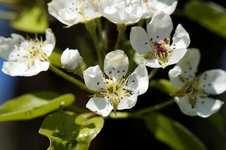 Blossom apple tree spring photo