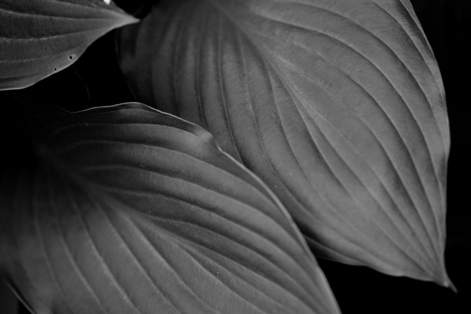 Cumbria, United kingdom, Macro