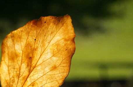 Fall foliage leaves in the autumn backlighting photo