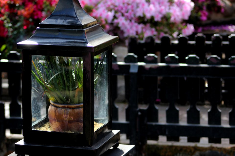 Lincoln park conservatory, Chicago, United states