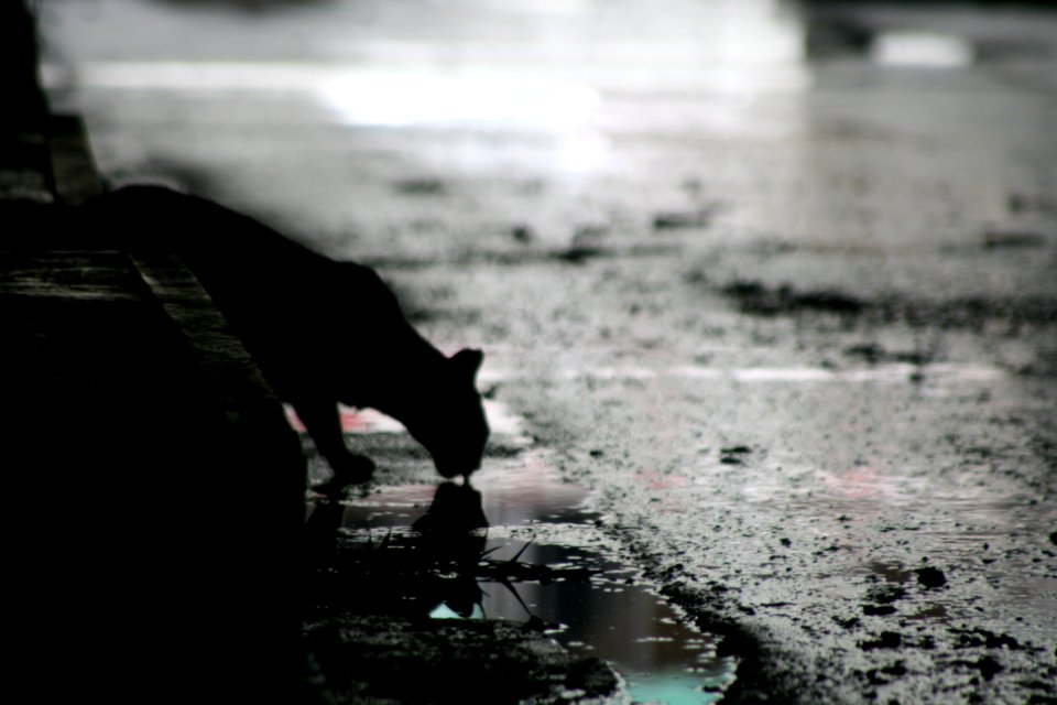 City, Survive, Dark