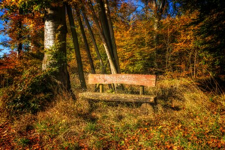 Rest silent autumn photo