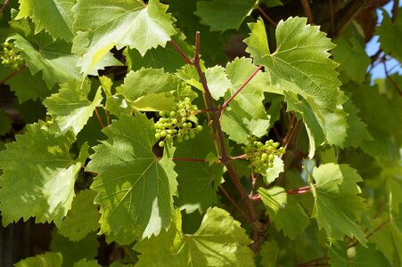 Grapes summer green