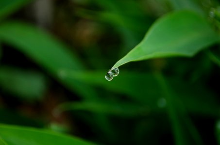 Water drop, Uruapan, Mxico