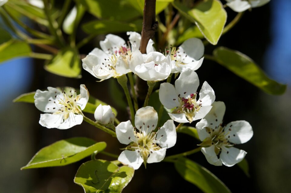 Blossom apple tree spring