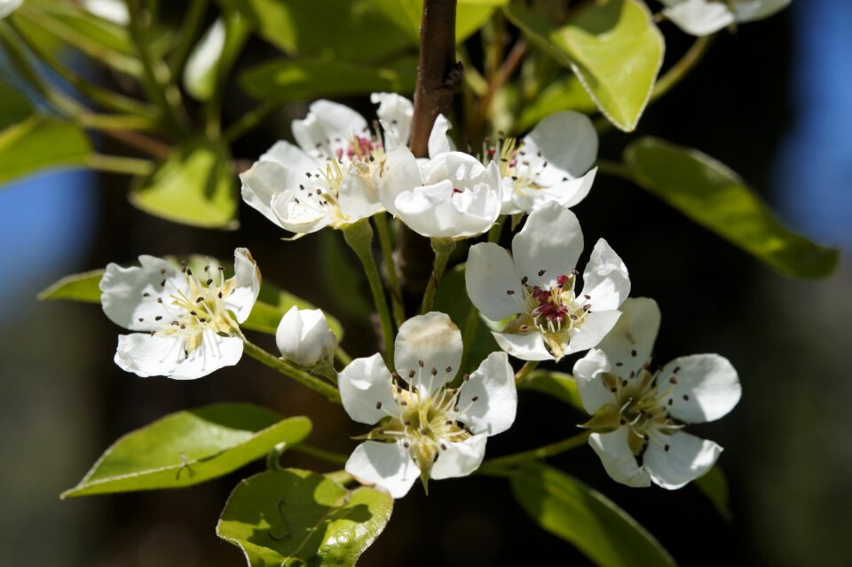 Blossom apple tree spring photo