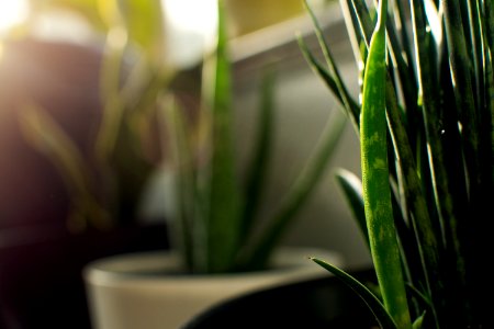Blur, Flora, Light