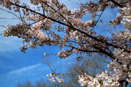 Nijmegen, Netherland, Blossom