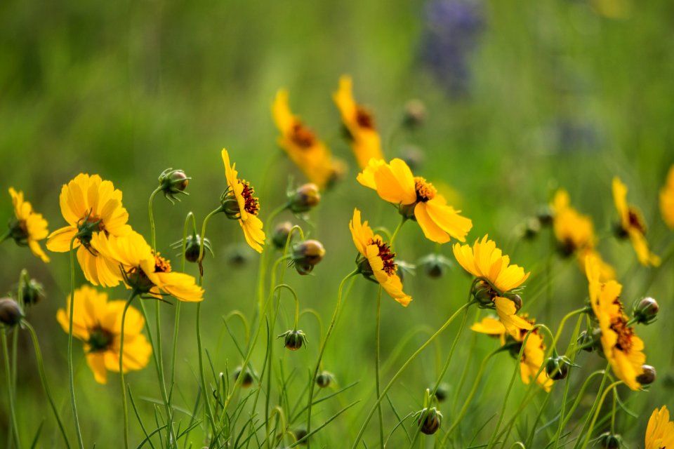 Austin, United states, Flowers