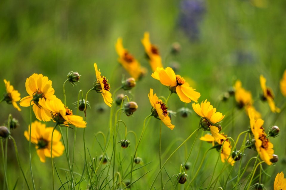 Austin, United states, Flowers photo