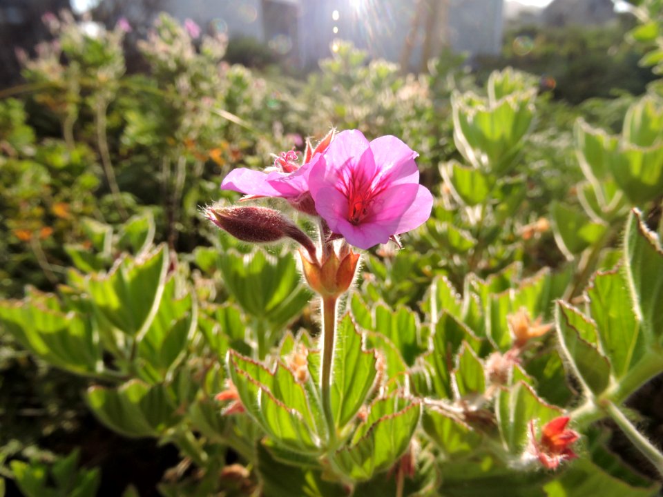 South africa, Nature, Flower