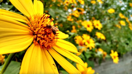 Caraguatatuba, Brazil, Sunflower photo