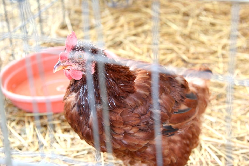 Creve coeur, United states, Chicken