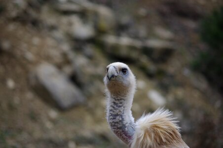 Vulture neck raptor