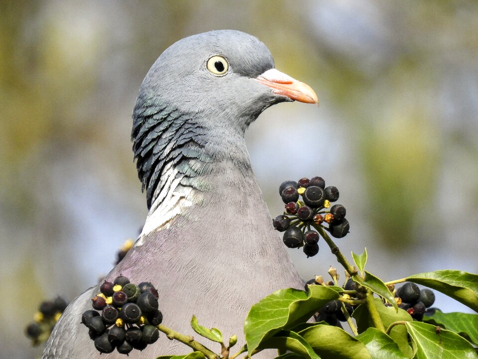 Bird nature animal