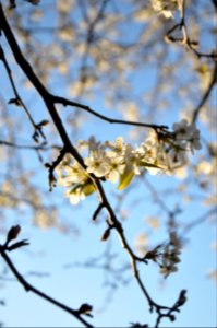 Newburyport, United states, Blossom