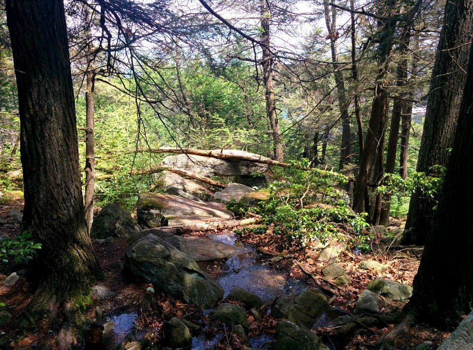 Forest, Trees