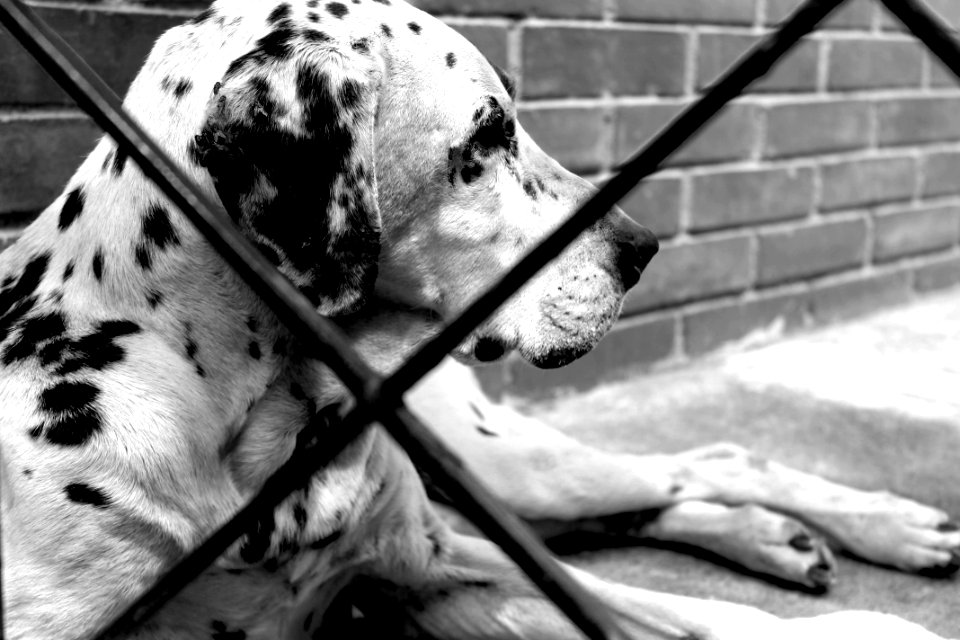Guatemala city, Guatemala, Dog