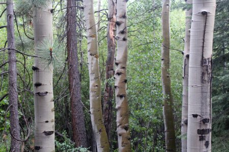 shallow focus photography of green leafed trees photo