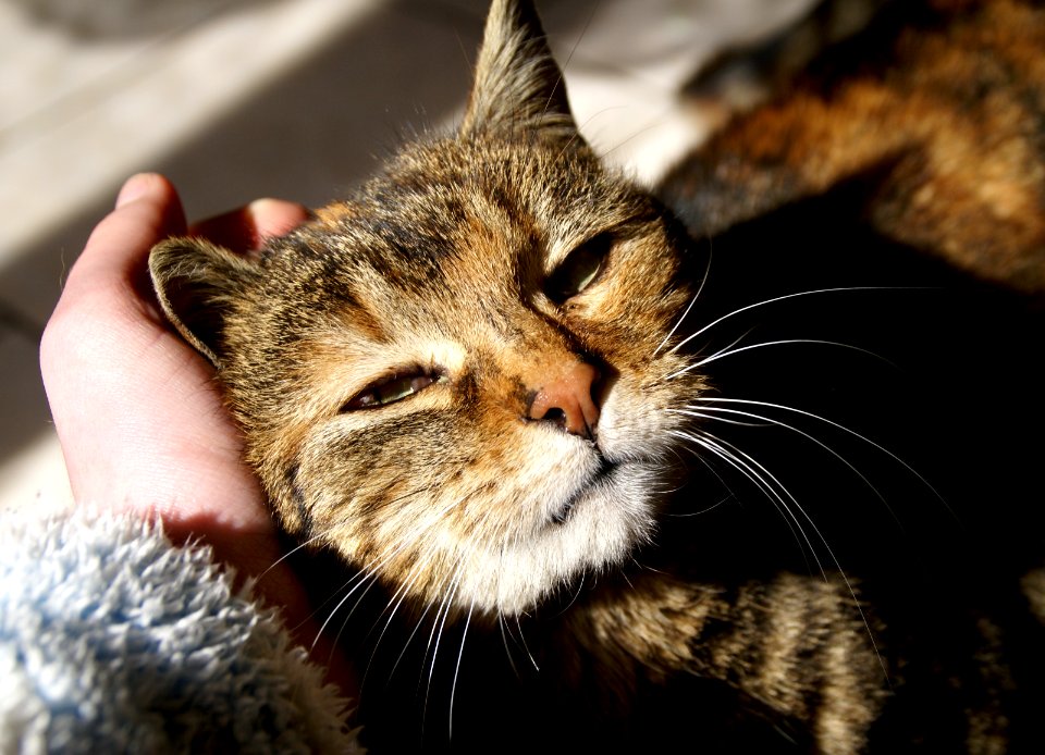 Cute, Cat, Animal