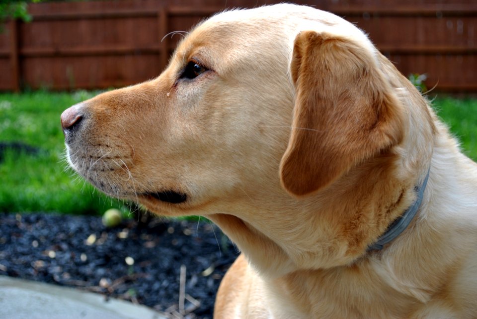Dogs, Yellow lab, Golden lab