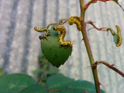 Borgo faiti, Italia, Leaf