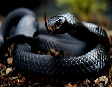 Facts about snakes, Black mamba