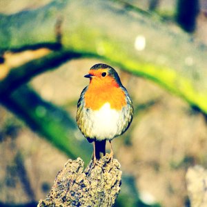 Kiveton community Woodland, Kiveton park, United kingdom