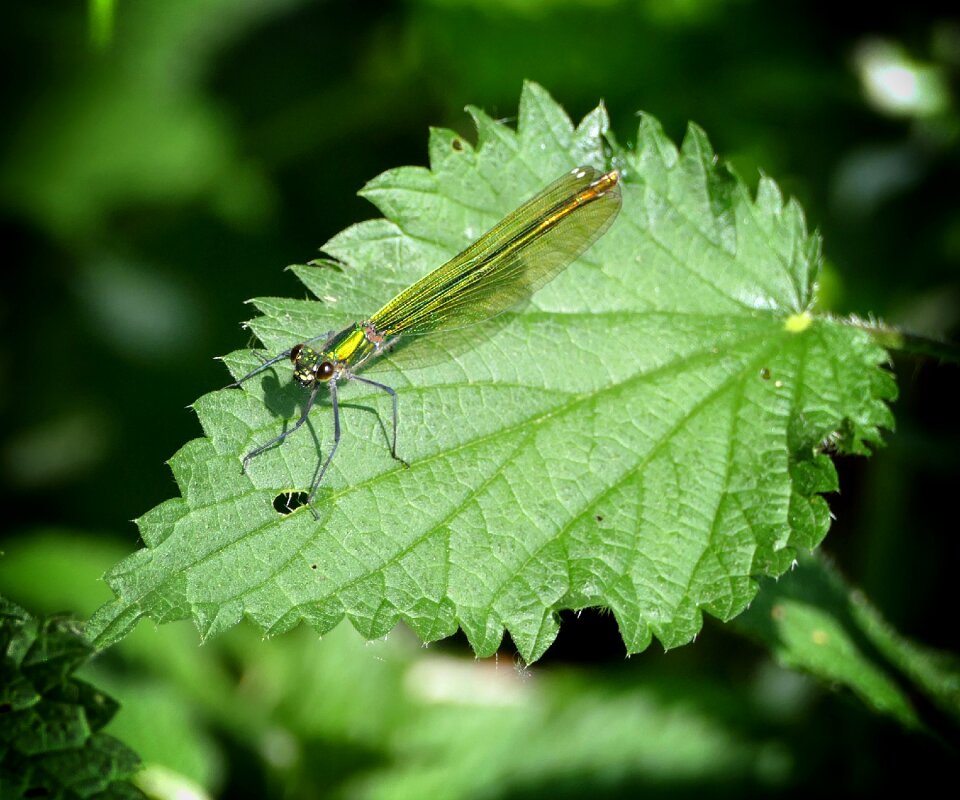 Dragonfly green insect
