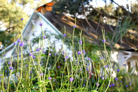 Harry p leu gardens, Orland, United states