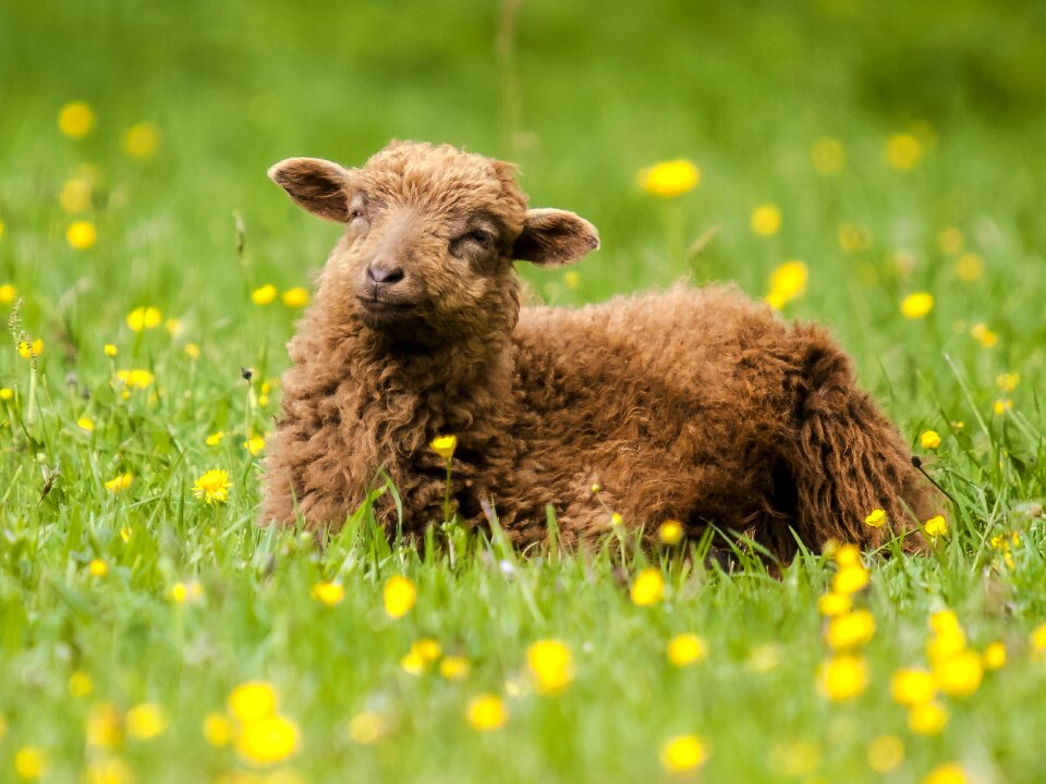 Mammal weidetier nature