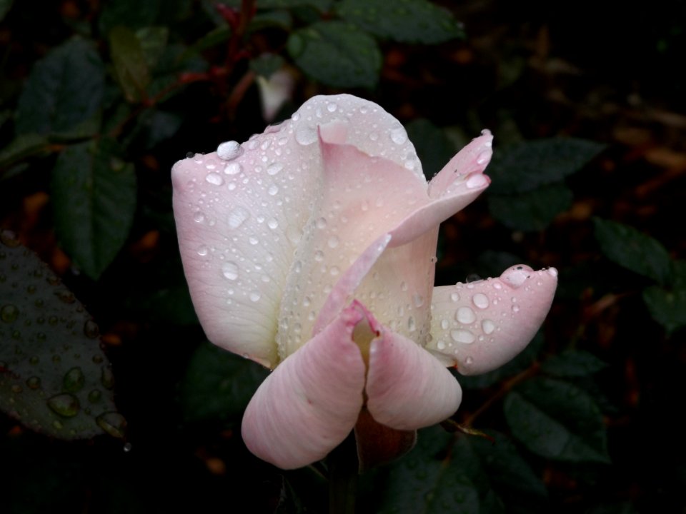 Napa county, United states, Rosebud