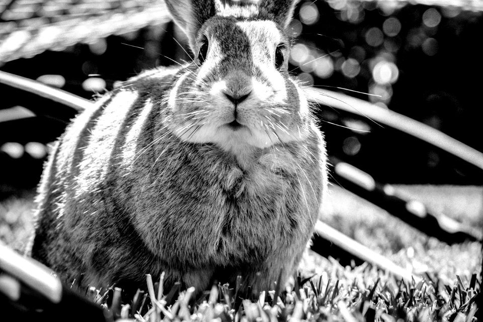 Animals, Animal, Nature