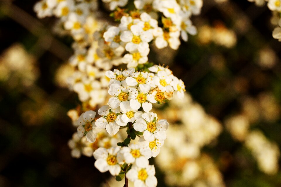 Flower flowers garden