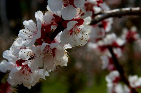 Bloom, Tree