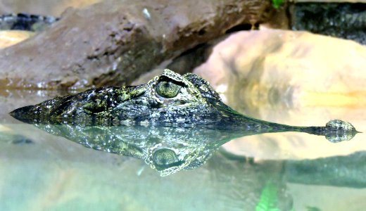 crocodile in body of water photo