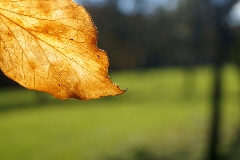 Fall foliage leaves in the autumn backlighting