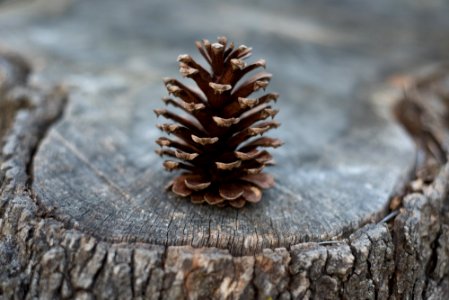 selective photography of conifer cone photo