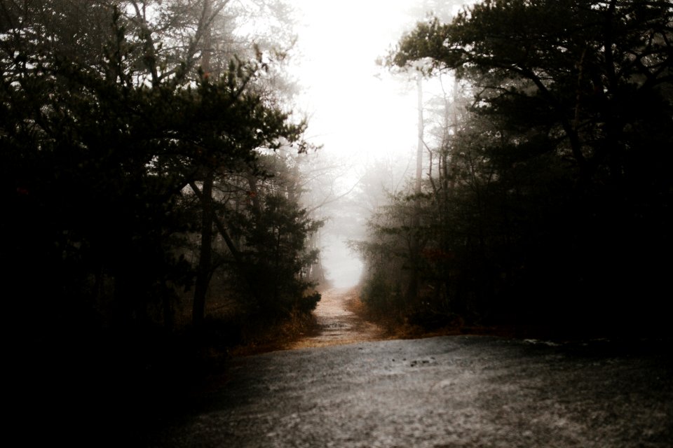 road between trees