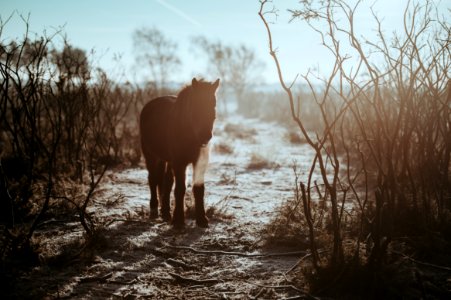 black horse during daytime photo