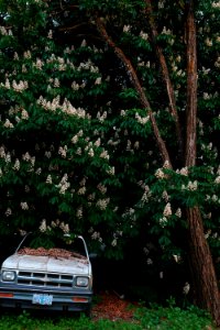 parked white vehicle beside tree