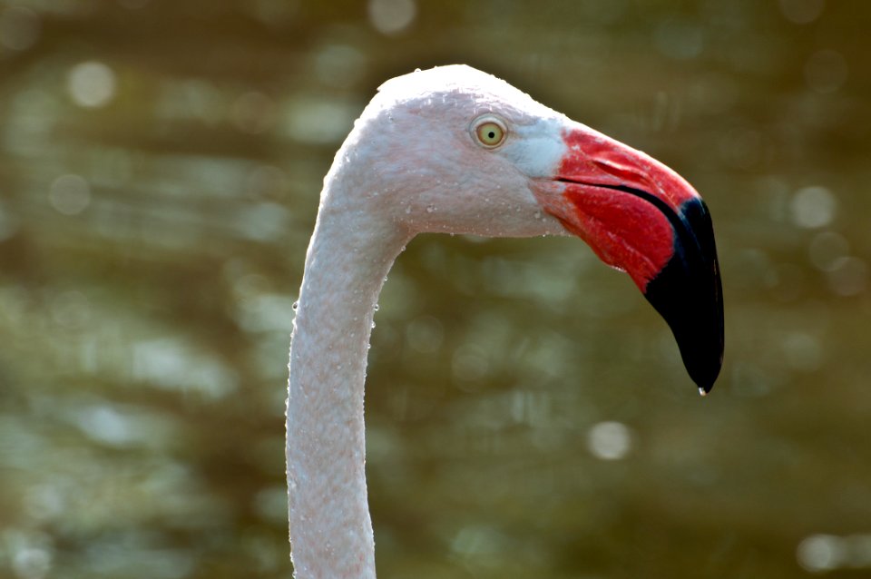 closeup photo of flamingo head