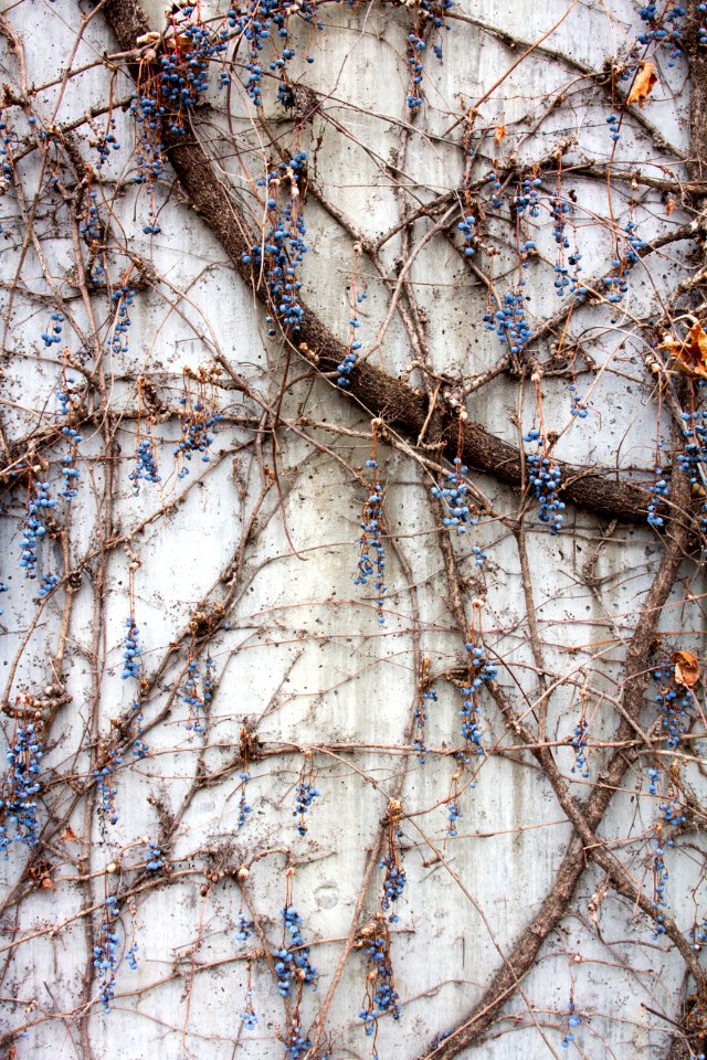 Chattanooga, United states, Vines