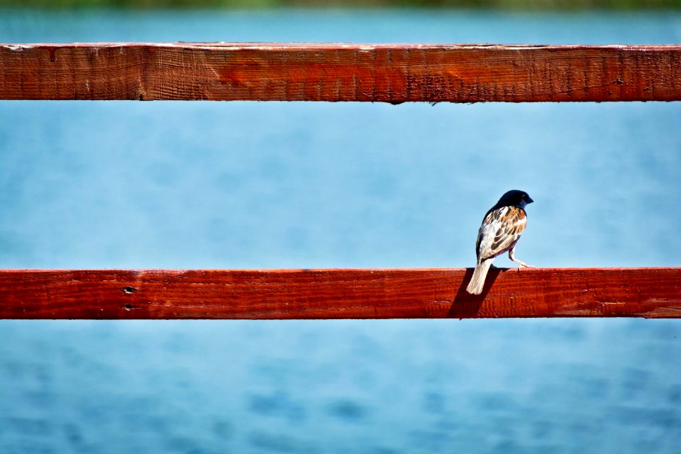 brown bird perched on red wooden railing photo