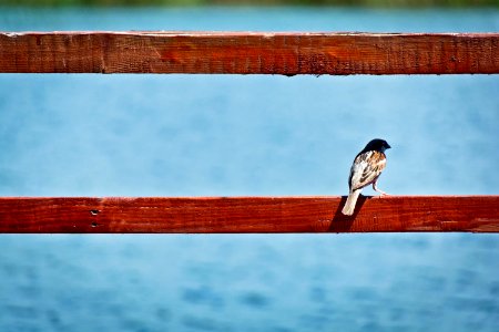 brown bird perched on red wooden railing