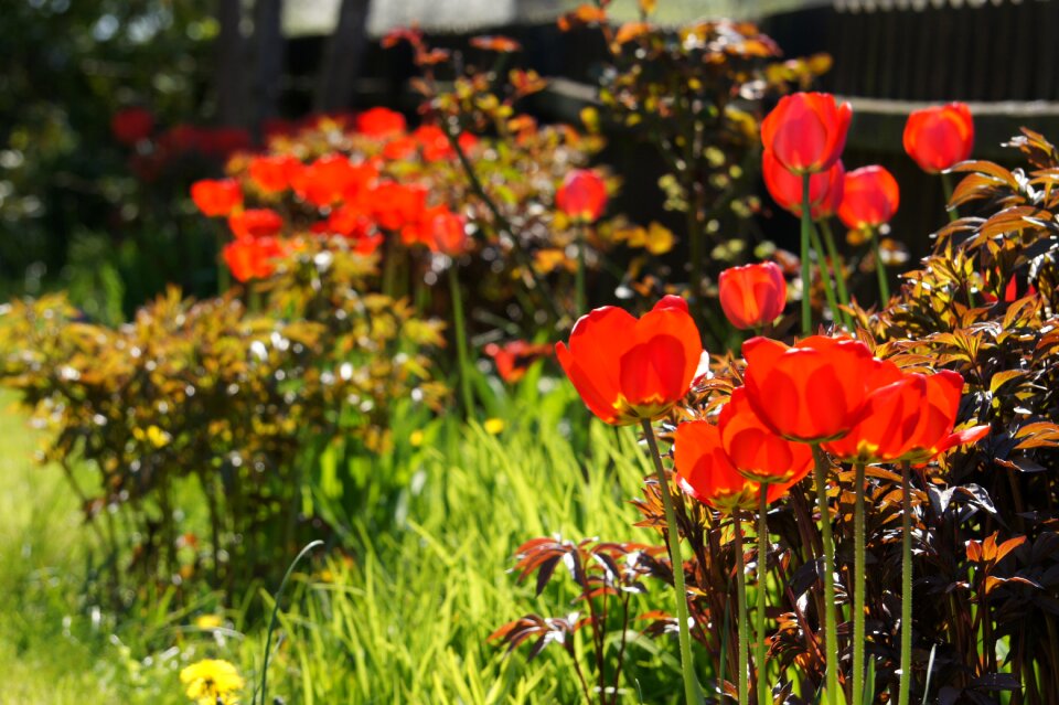 Nature flowers in the garden garden