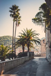 Croatia, Palm tree, Canon