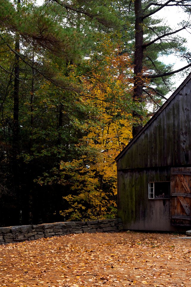 brown wooden house surrounded by trees